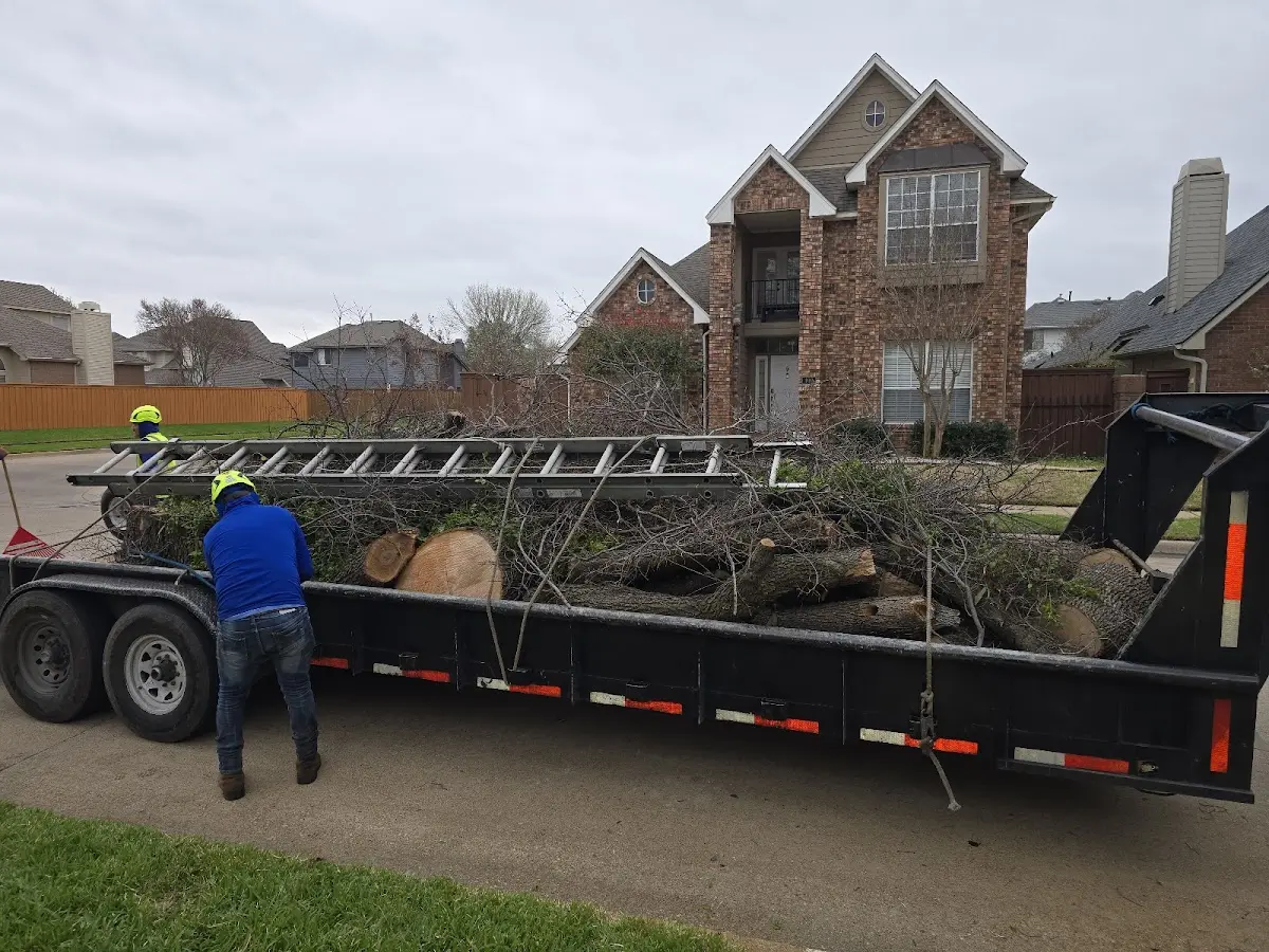 Expert Tree Removal with proper safety equipment in Glendale